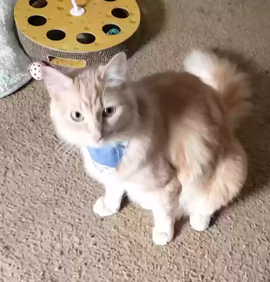 Lost cat in San Gabriel, CA, 91775