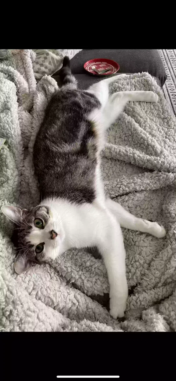 Lost cat in Phoenix, AZ, 85086