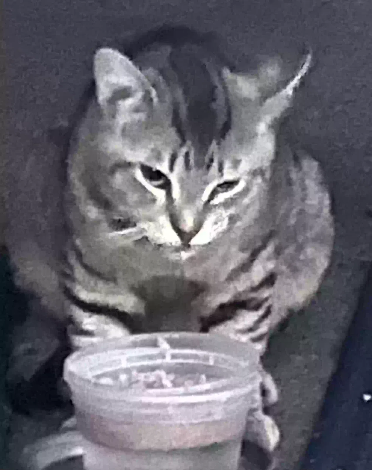 Found cat in Hollywood, FL, 33020
