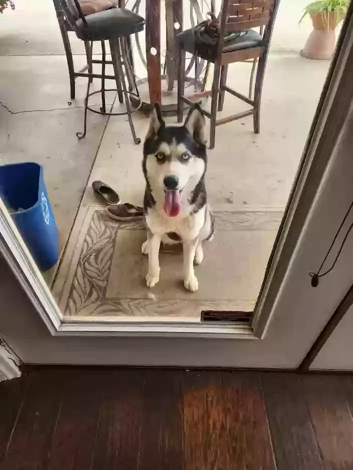 Found dog in Redlands, CA, 92373