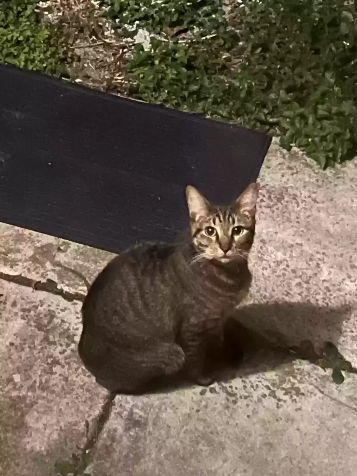 Found cat in Hollywood, FL, 33020