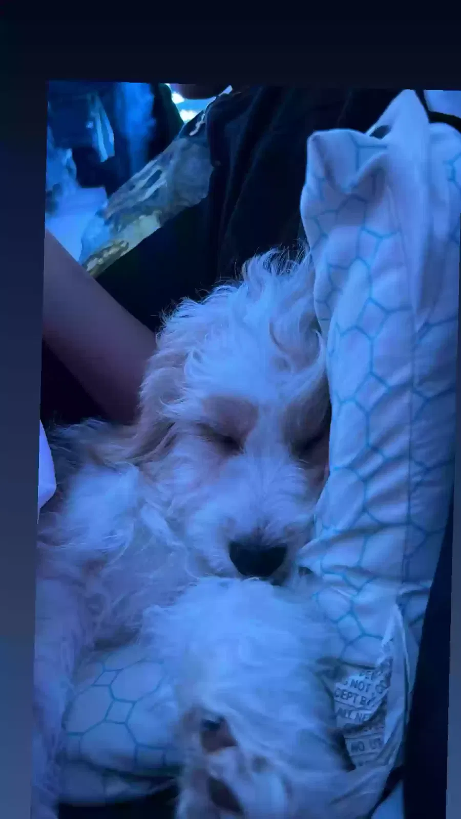 Lost dog in Woodhaven, NY, 11421