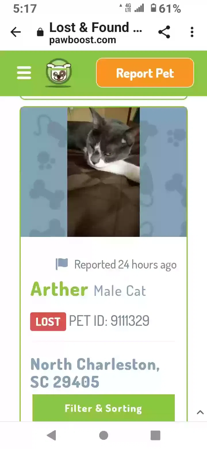 Lost cat in North Charleston, SC, 29405