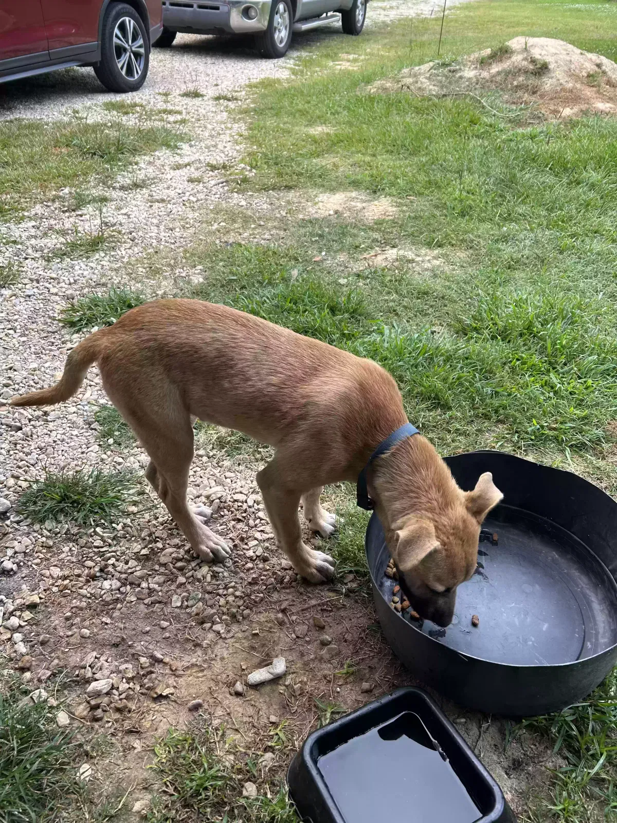Found dog in Ponchatoula, LA, 70454
