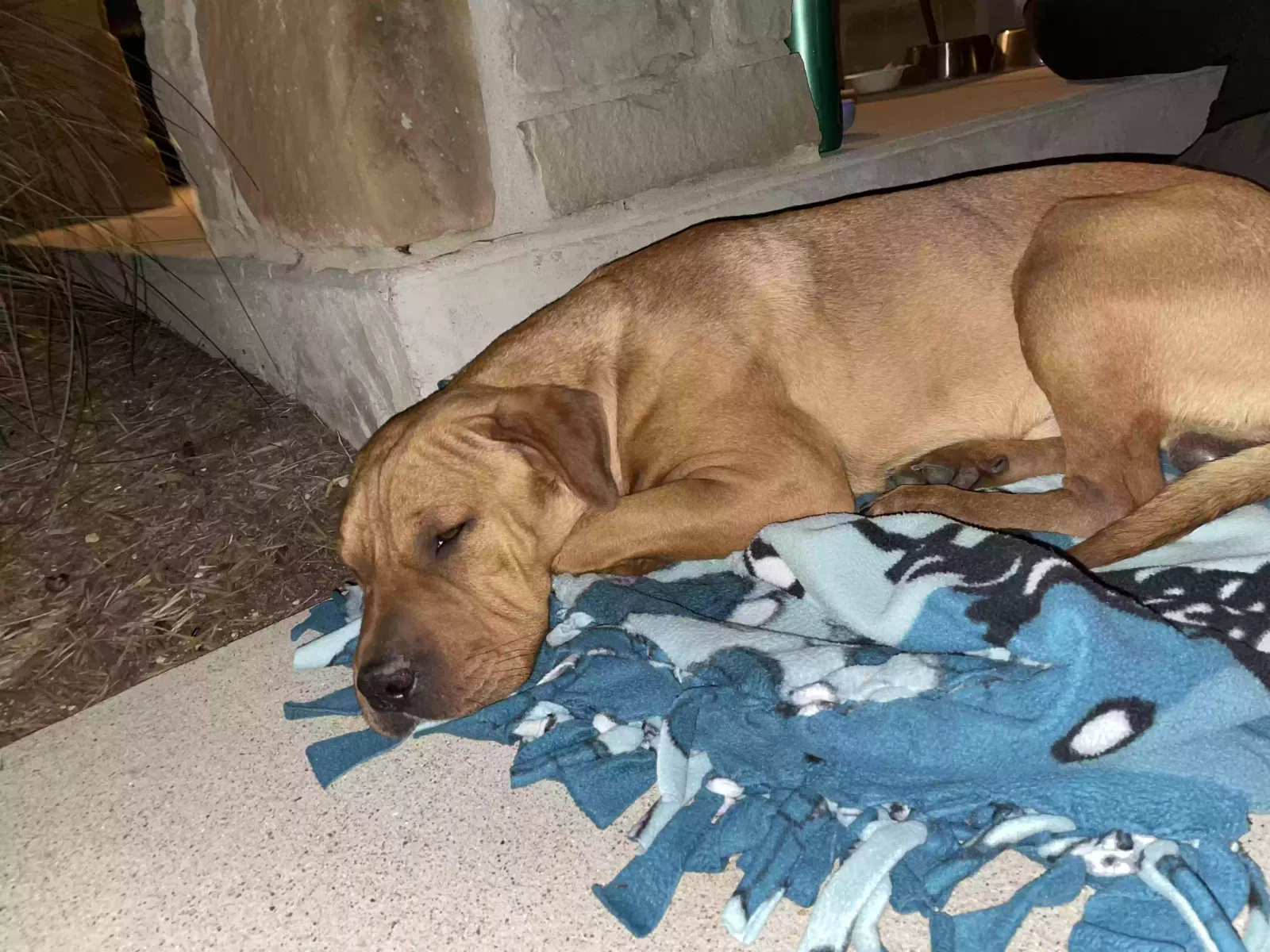 Found dog in Fort Hood, TX, 76544