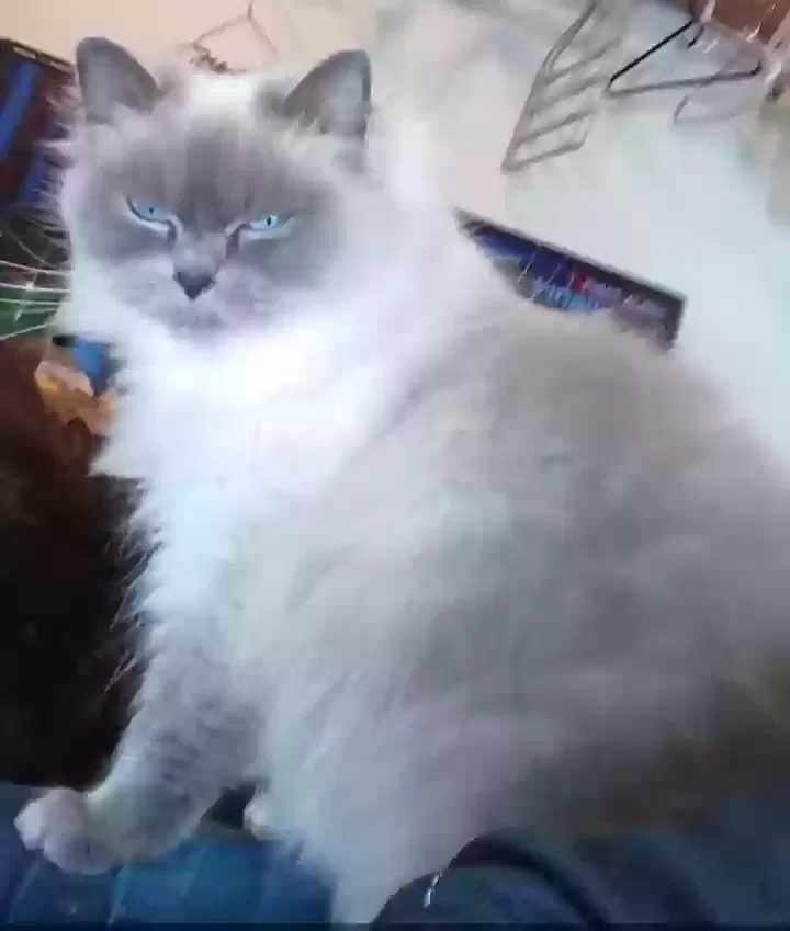 Lost cat in Greenville, SC, 29607