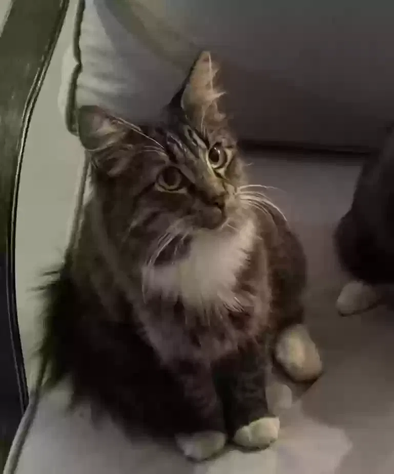 Lost cat in Ballwin, MO, 63011