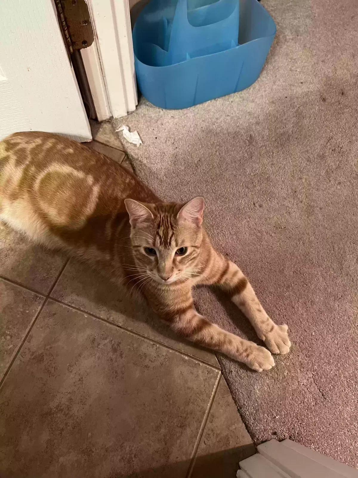 Lost cat in Fallbrook, CA, 92028