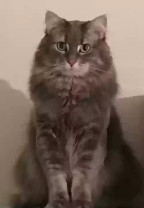 Lost cat in Derby, KS, 67037