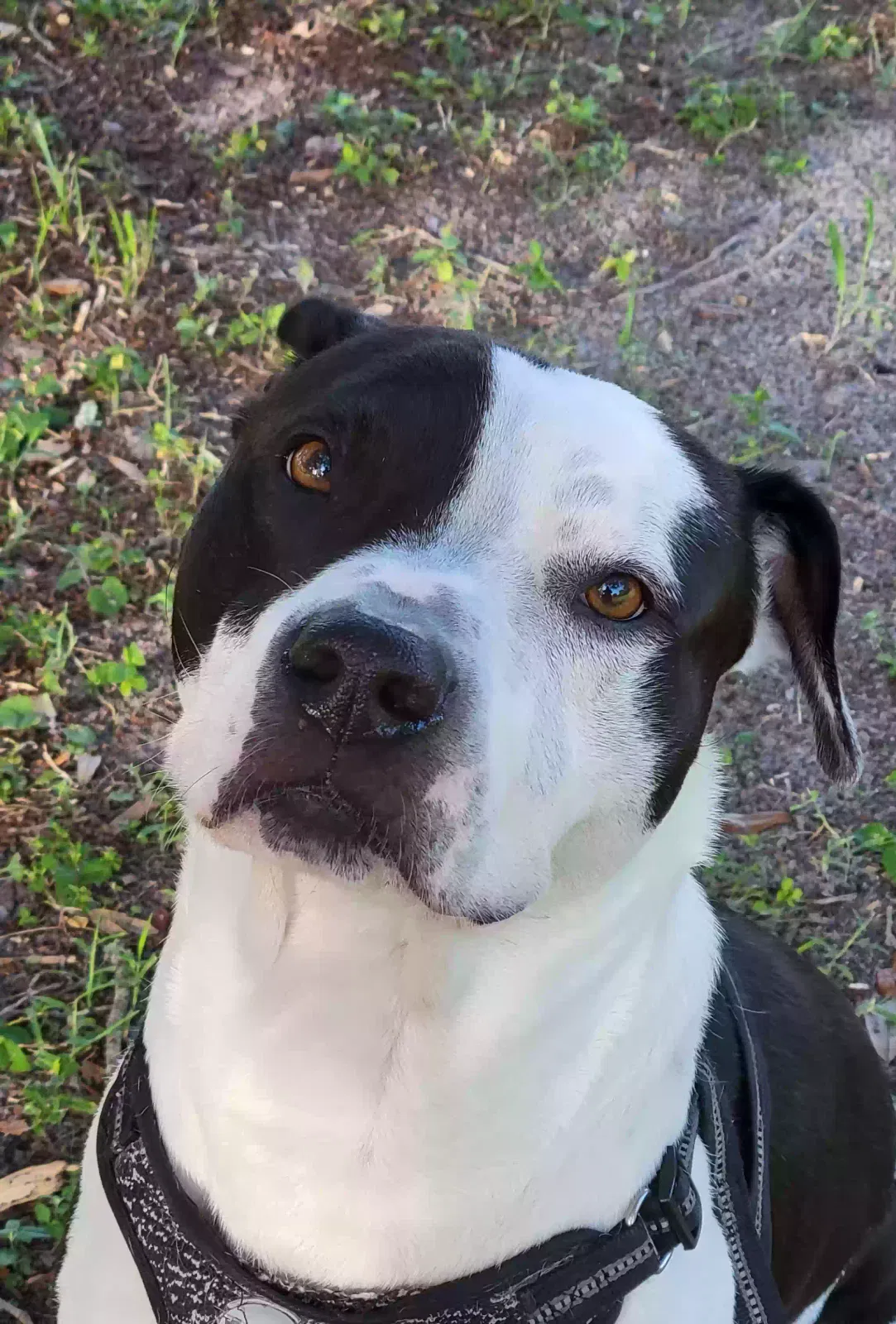Lost dog in Saint Petersburg, FL, 33705