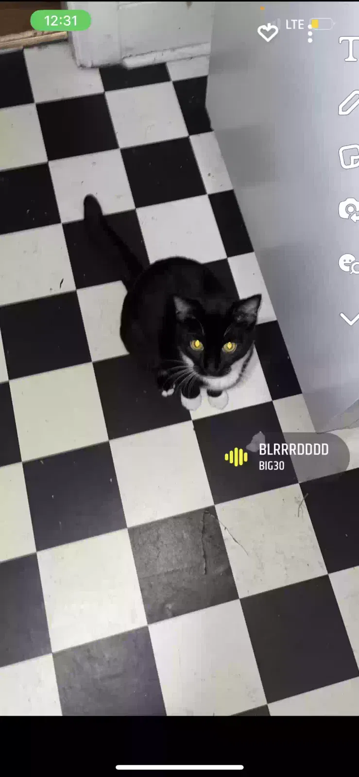 Lost cat in Chattanooga, TN, 37403