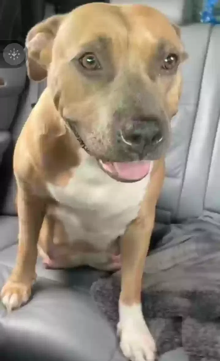 Lost dog in Bellflower, CA, 90706