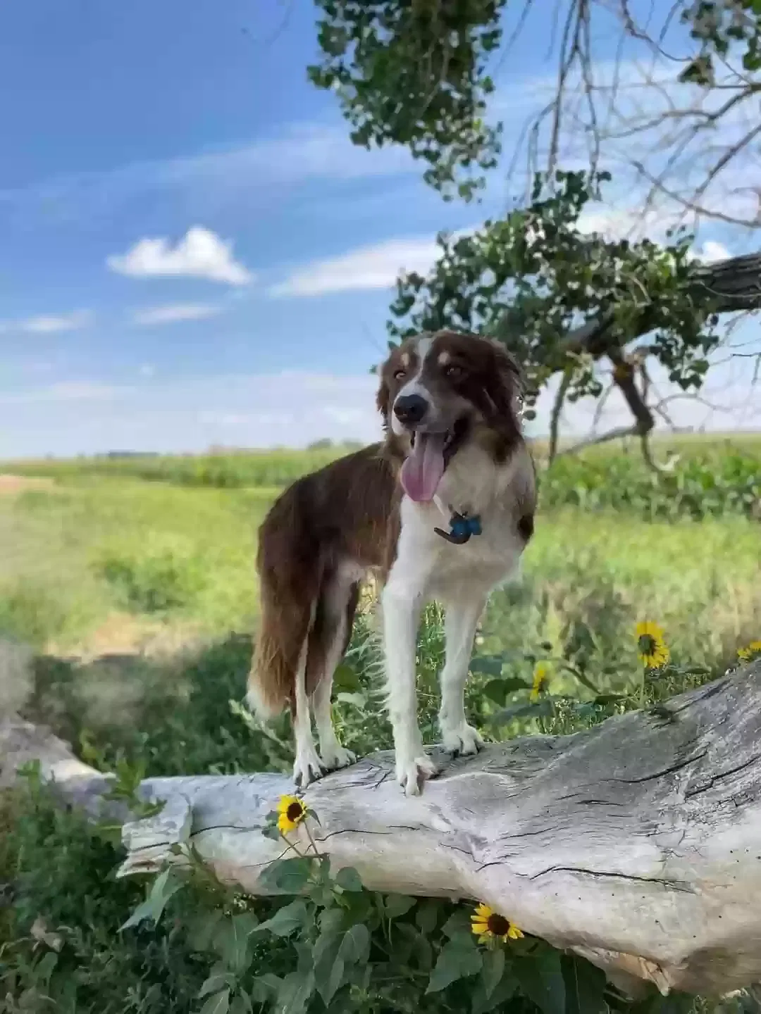 Lost dog in Eaton, CO, 80615