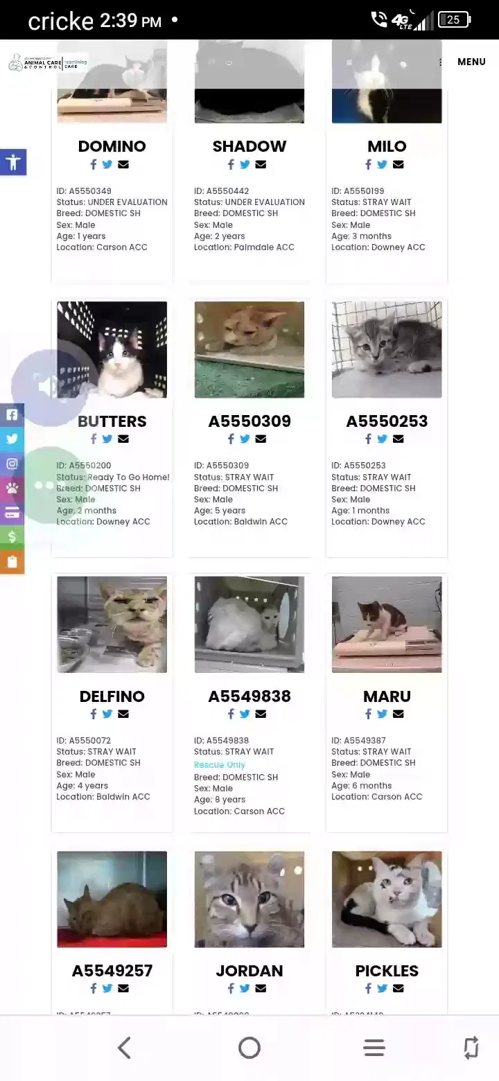 Lost cat in Los Angeles, CA, 90059