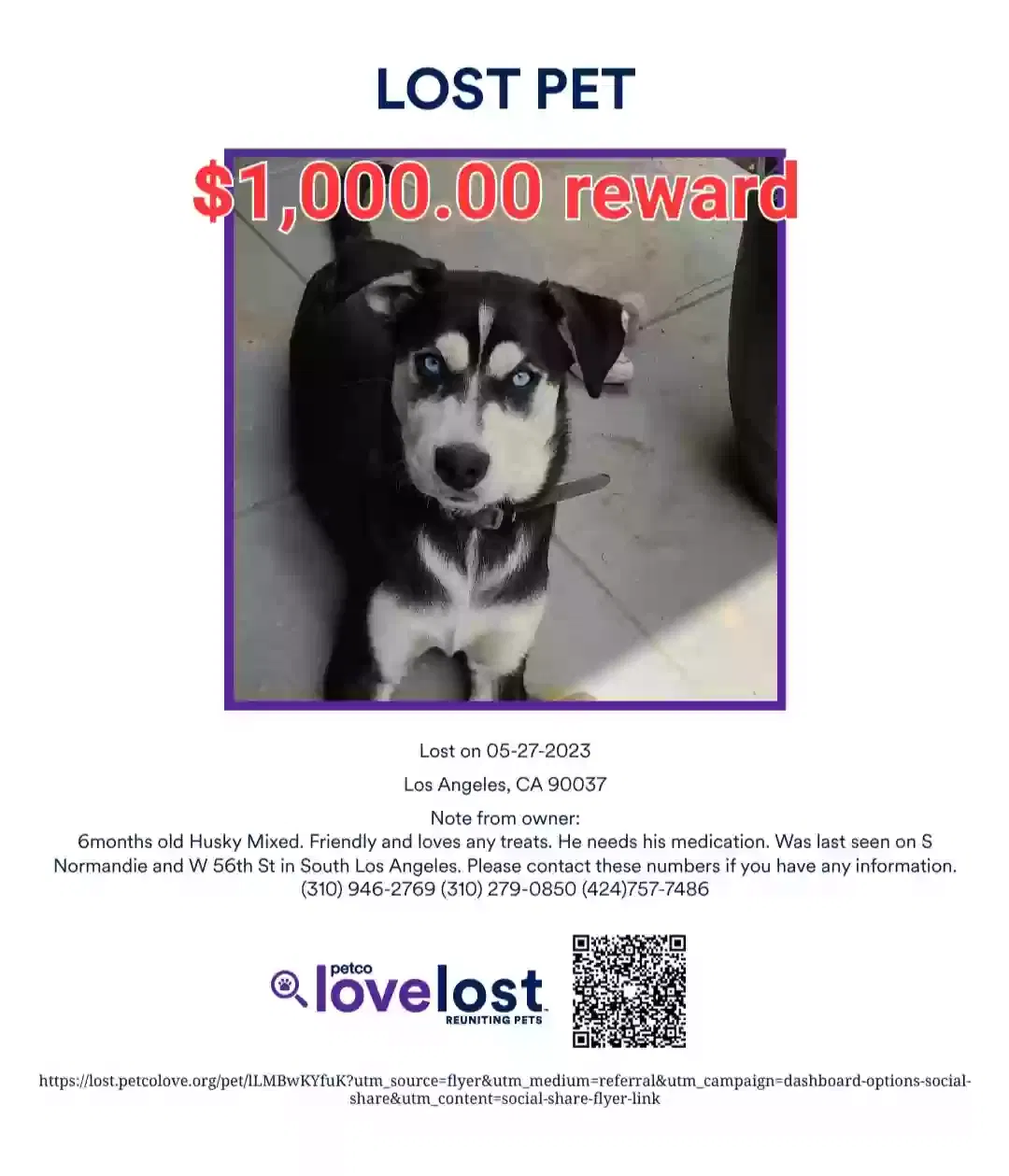 Lost dog in Los Angeles, CA, 90037