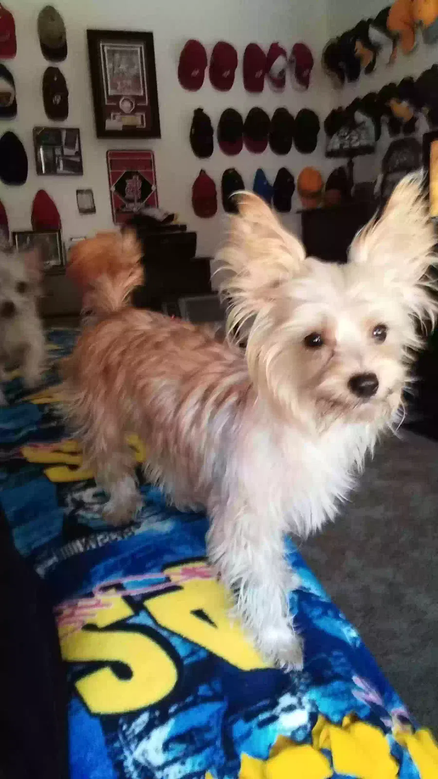 Lost dog in Shawnee, OK, 74801