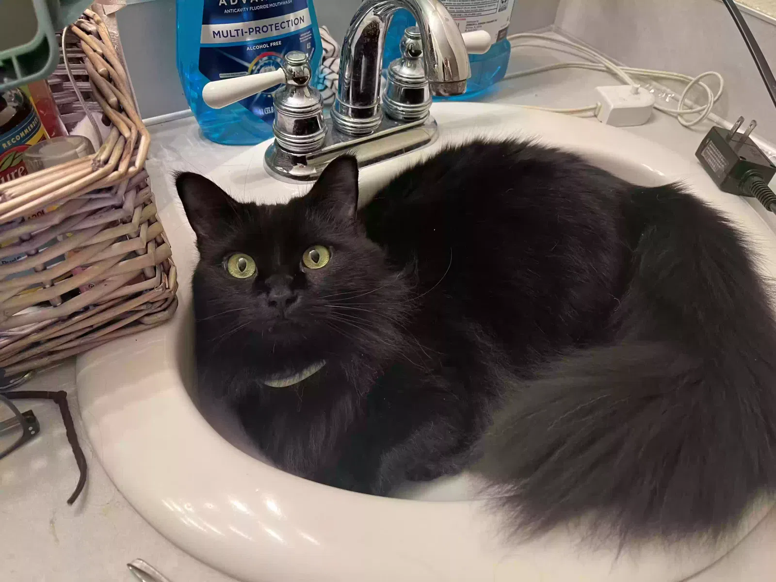 Lost cat in Eugene, OR, 97405