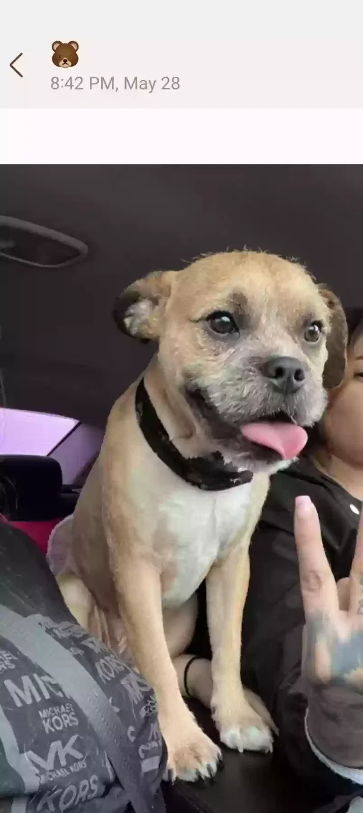 Lost dog in Las Vegas, NV, 89122