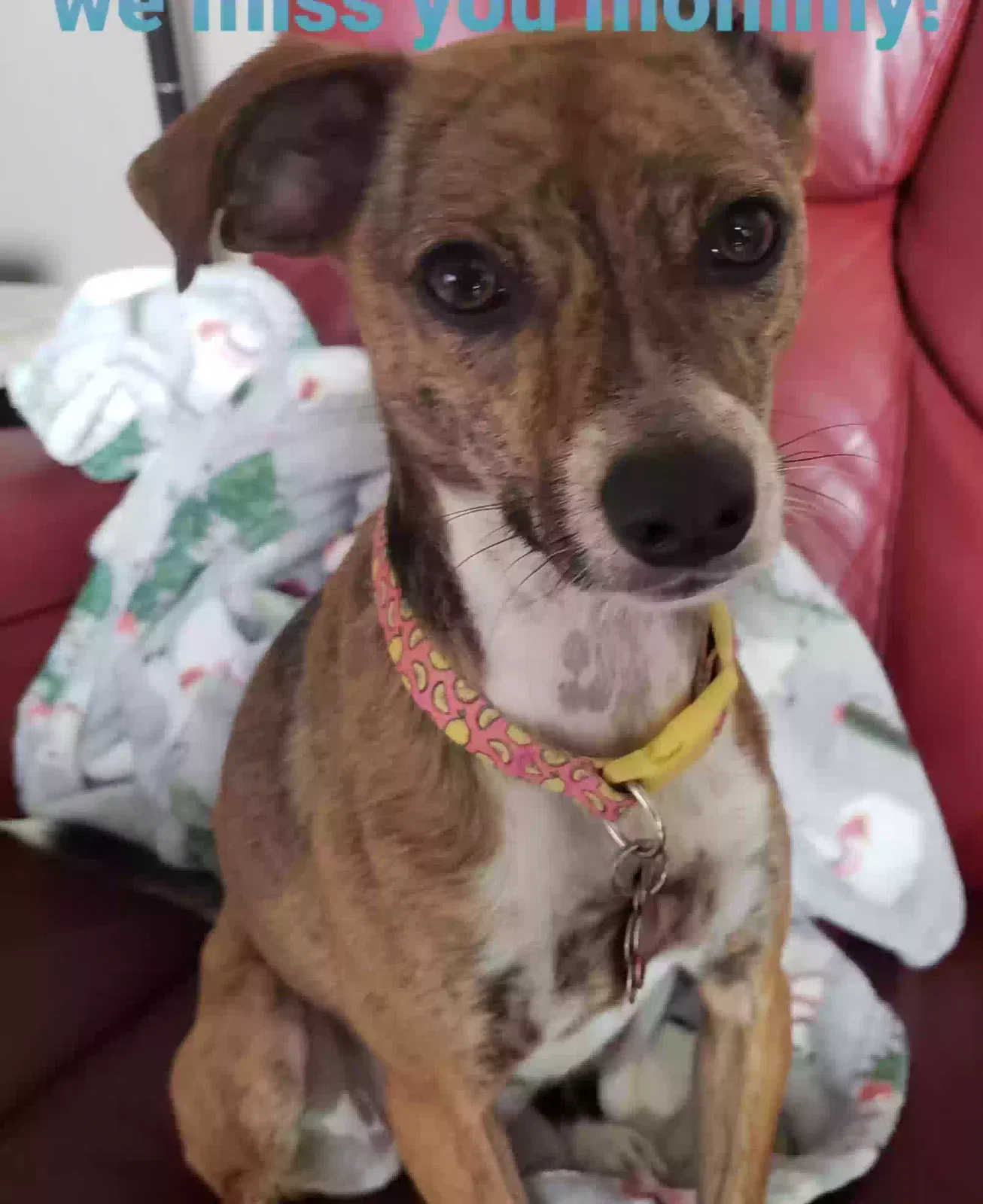 Lost dog in Durant, OK, 74702