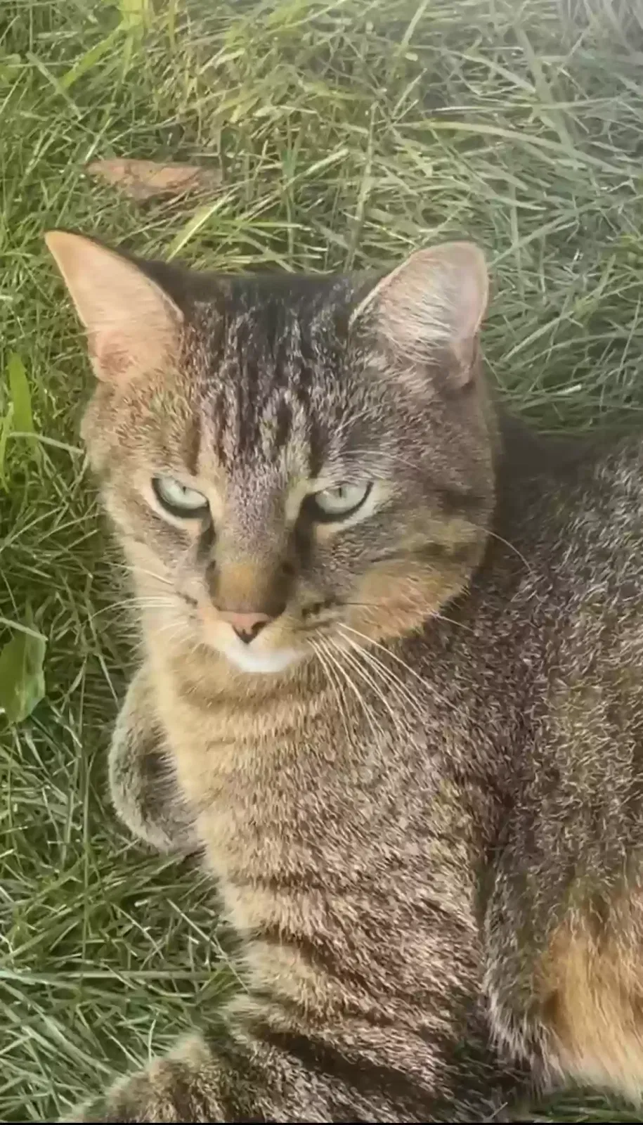 Lost cat in Machesney Park, IL, 61115