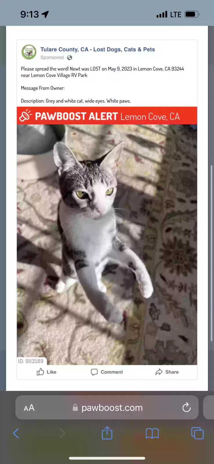 Lost cat in Lemon Cove, CA, 93244