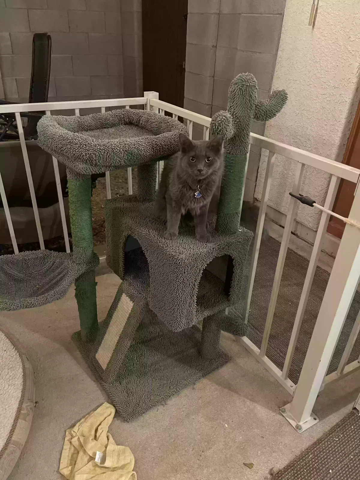 Lost cat in Tucson, AZ, 85742