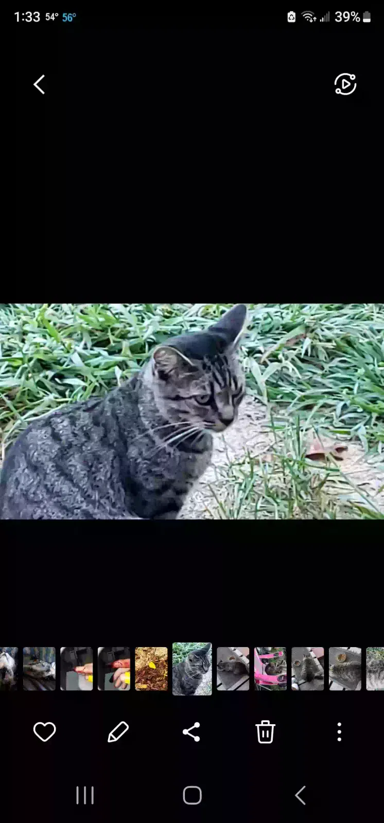 Lost cat in Lincolnton, NC, 28092