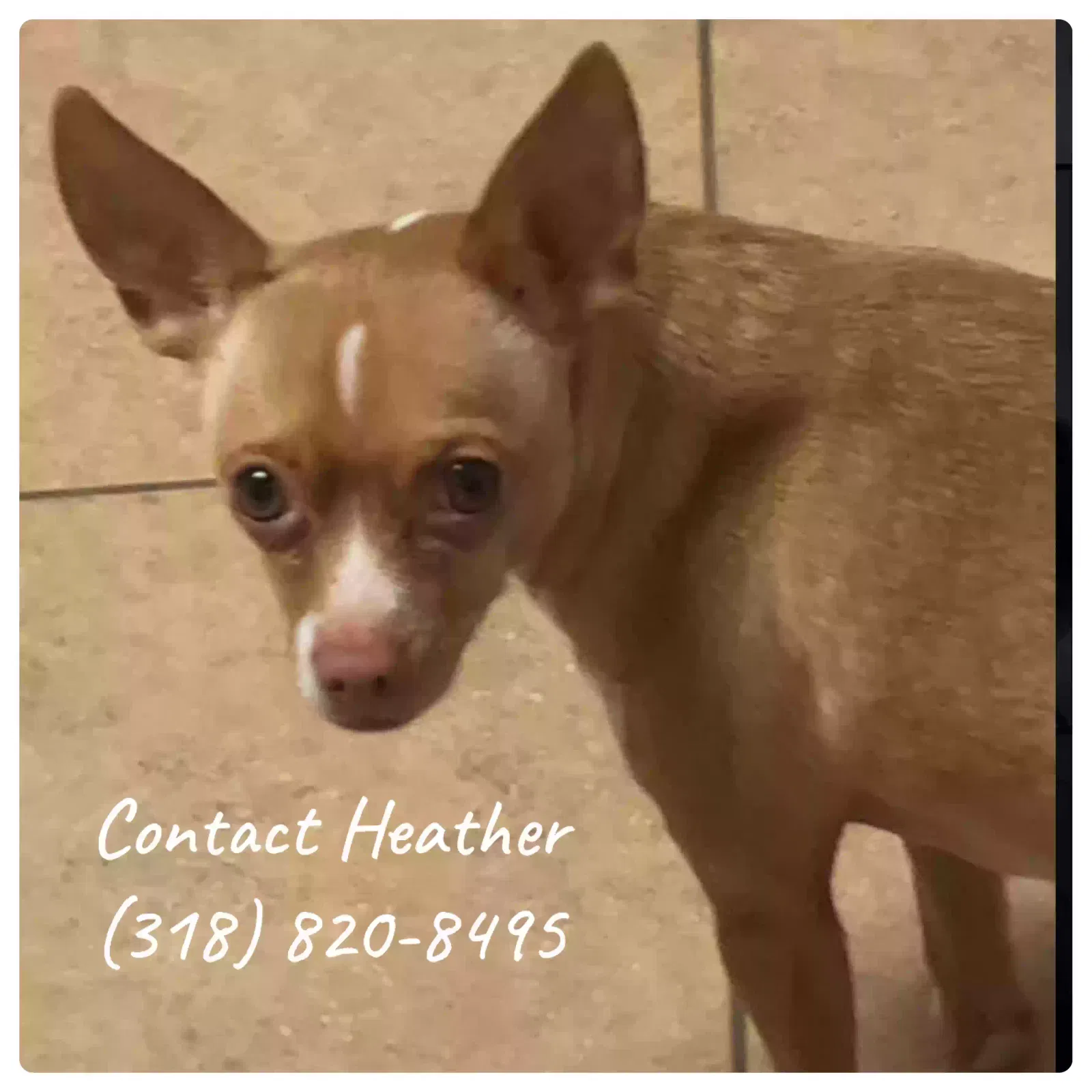 Lost dog in Katy, TX, 77450
