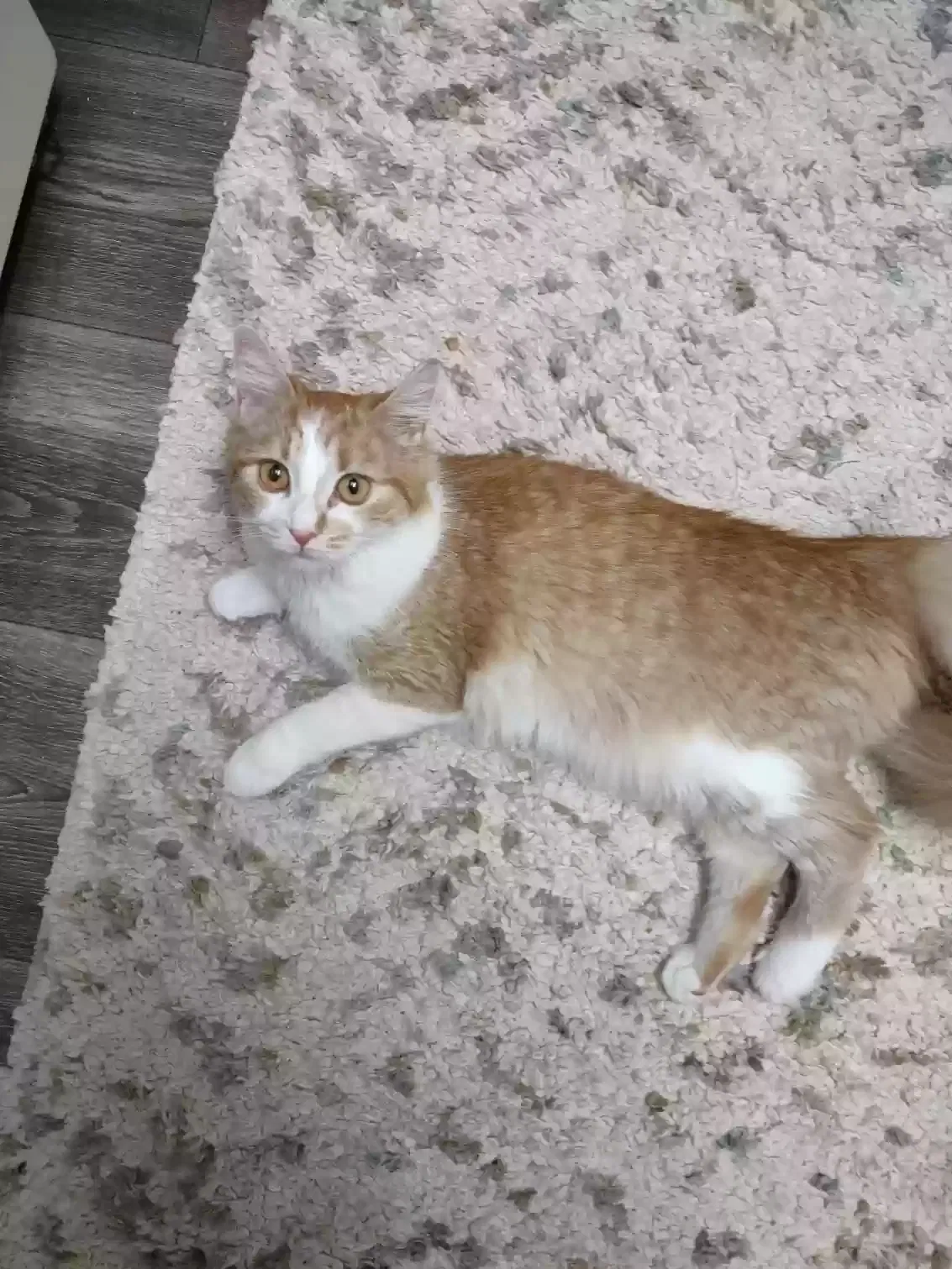 Lost cat in Indianapolis, IN, 46241
