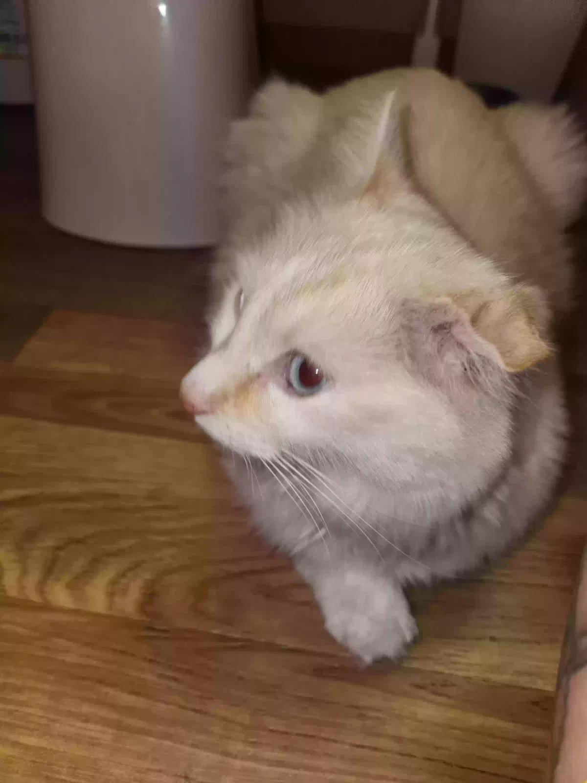 Found cat in Sioux Falls, SD, 57110
