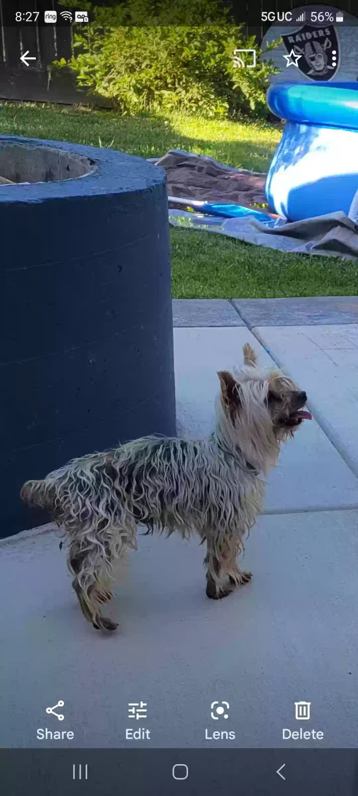 Lost dog in Fresno, CA, 93722