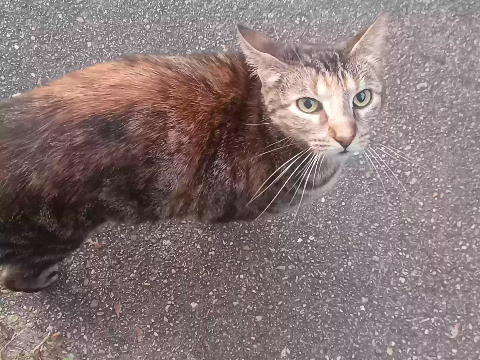 Lost cat in Lafayette, LA, 70503