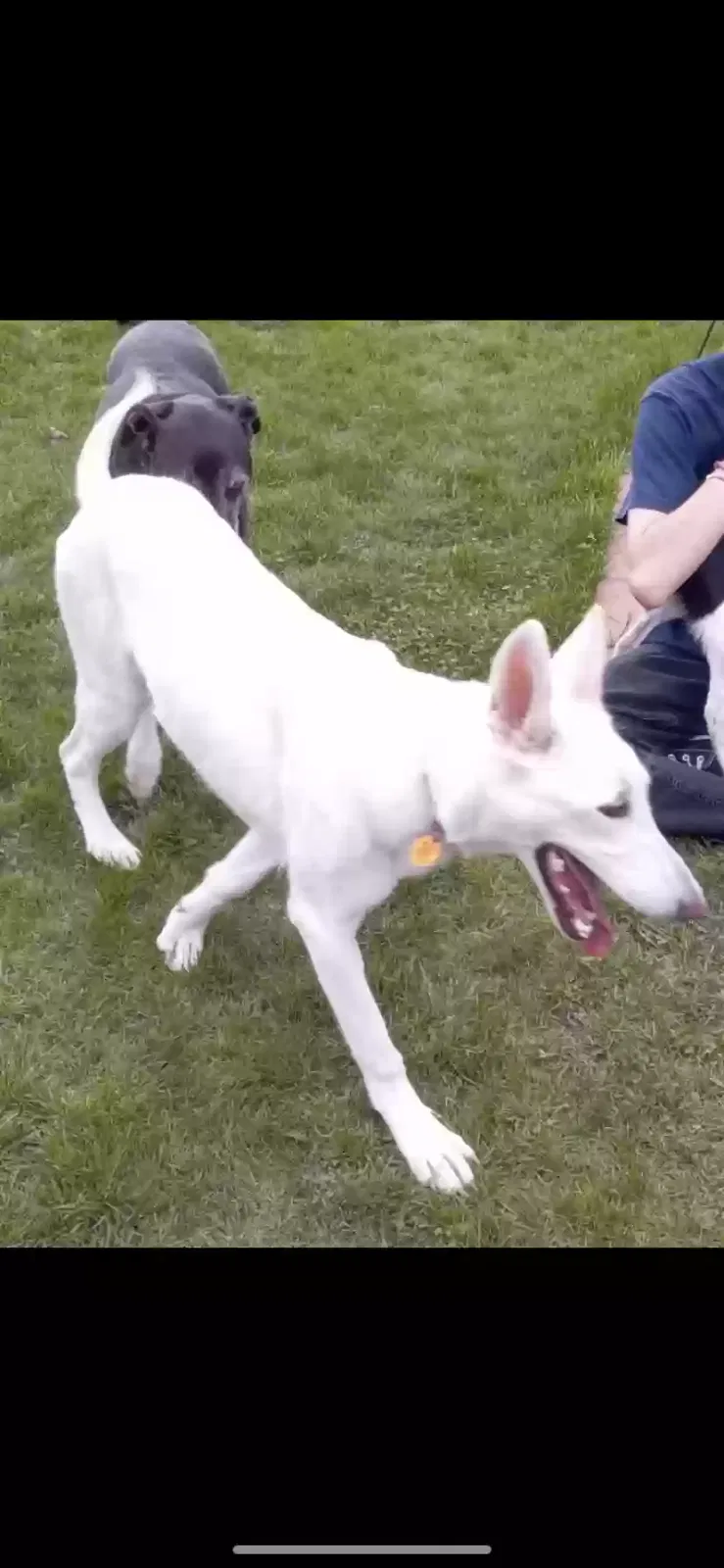 Lost dog in Saginaw, MI, 48603