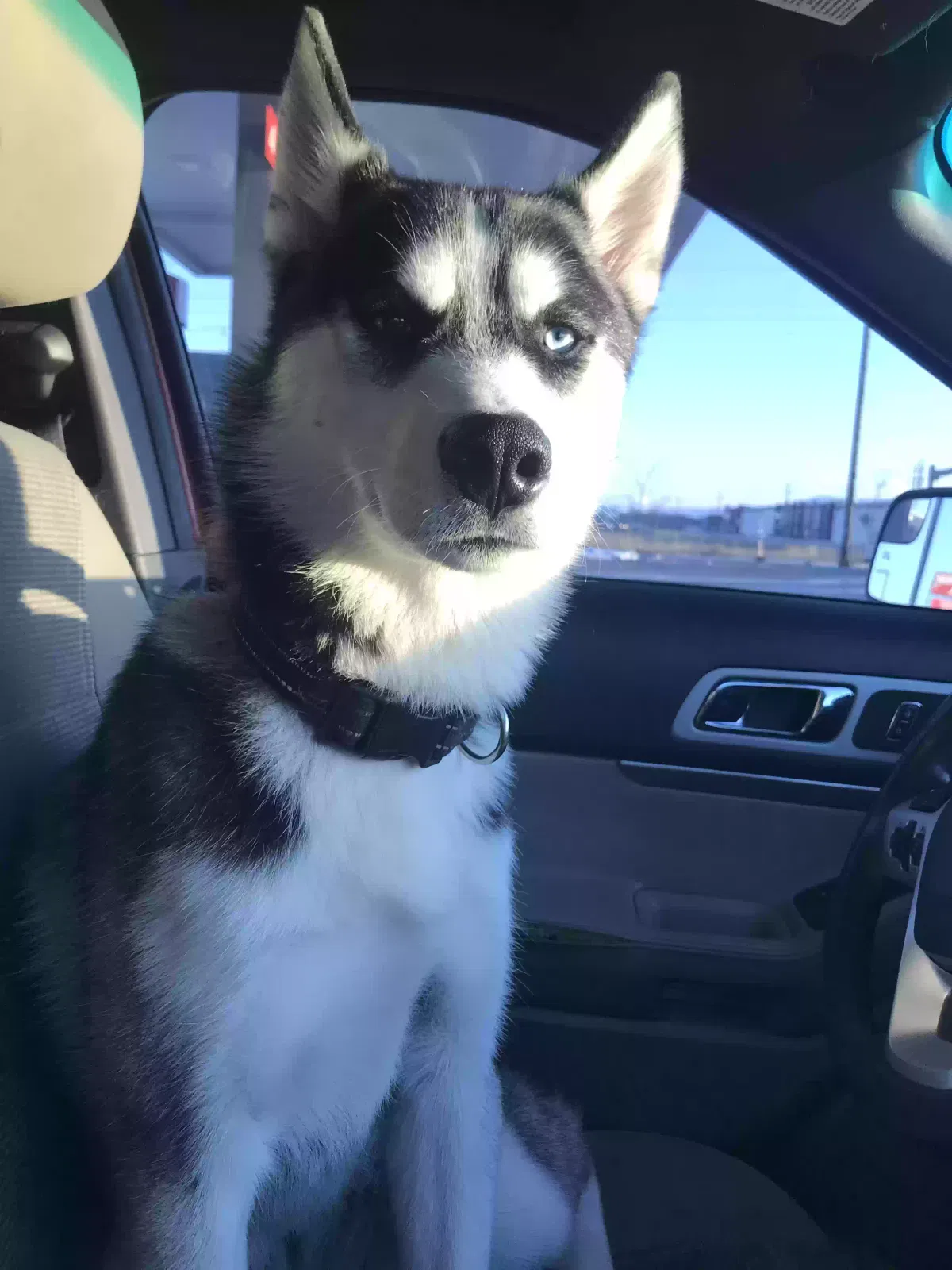 Lost dog in Salt Lake City, UT, 84116