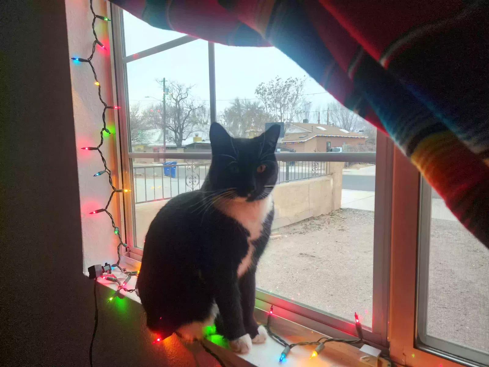 Lost cat in Albuquerque, NM, 87102