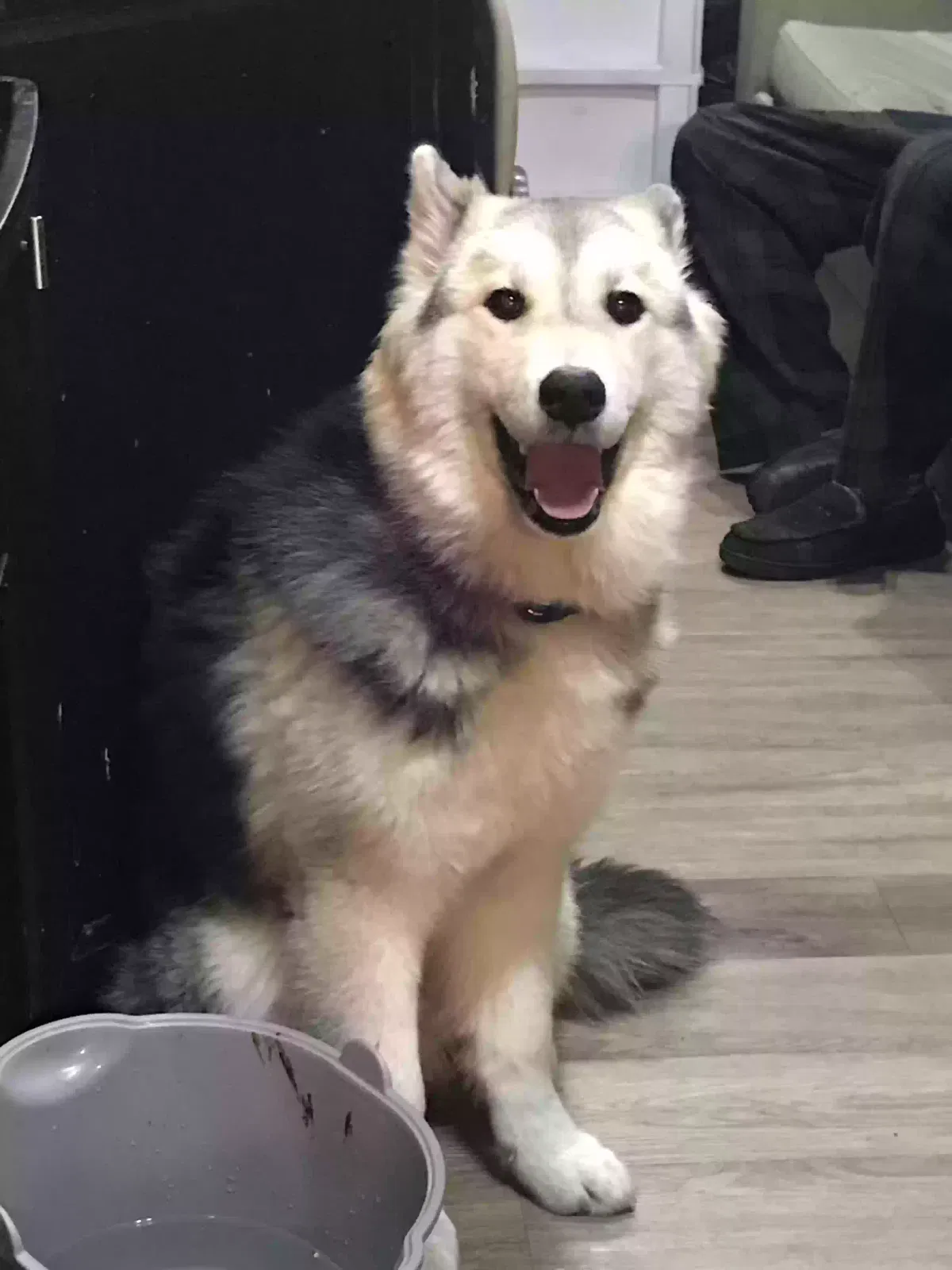 Lost dog in Salt Lake City, UT, 84116