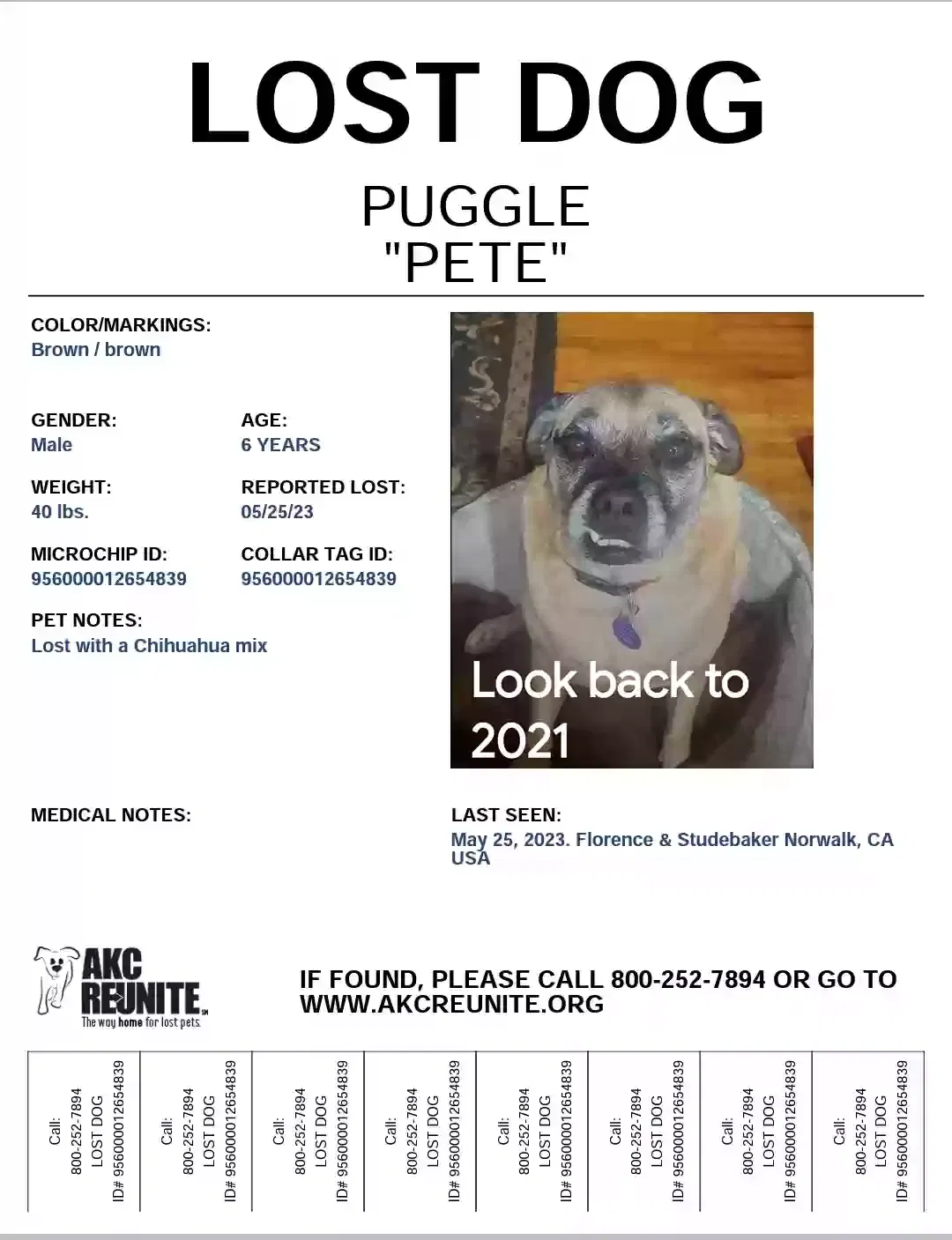 Lost dog in Norwalk, CA, 90650