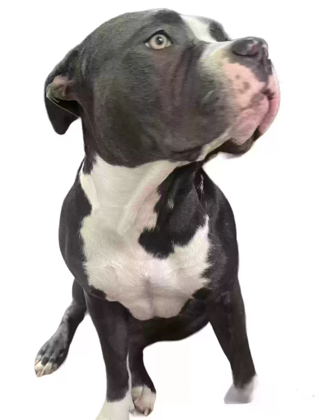 Lost dog in San Diego, CA, 92114
