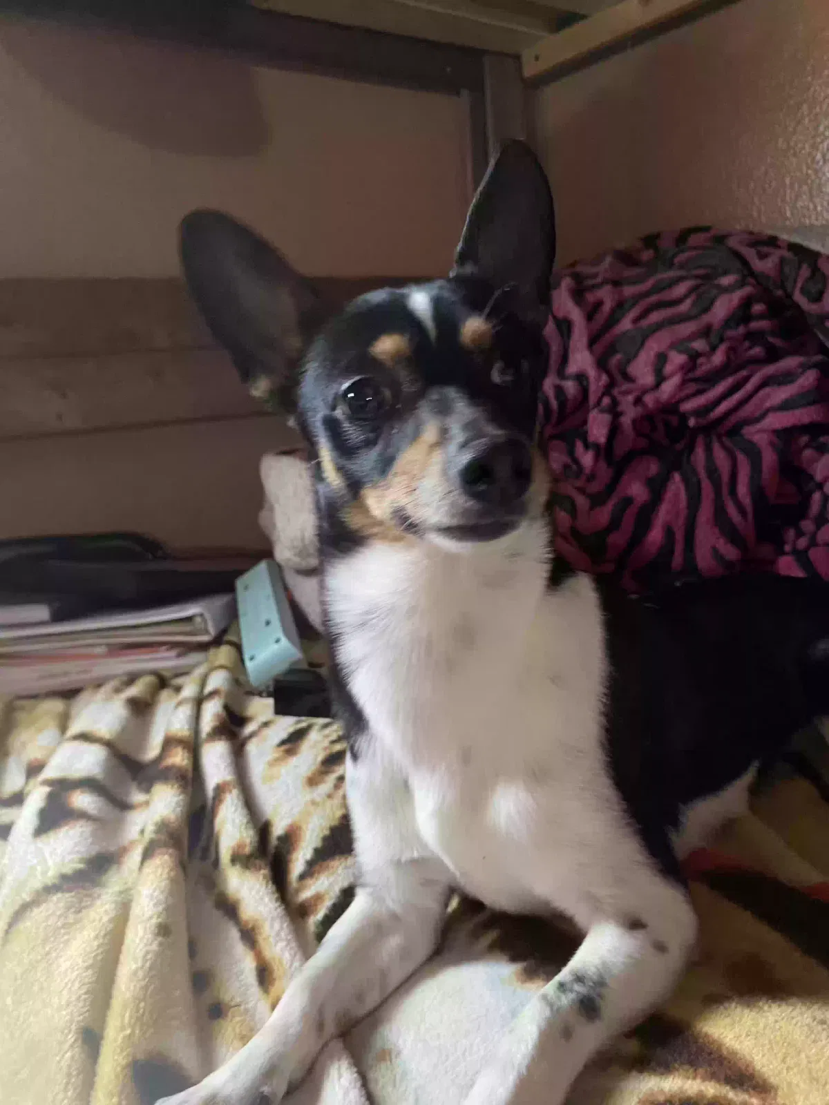 Lost dog in Victorville, CA, 92395