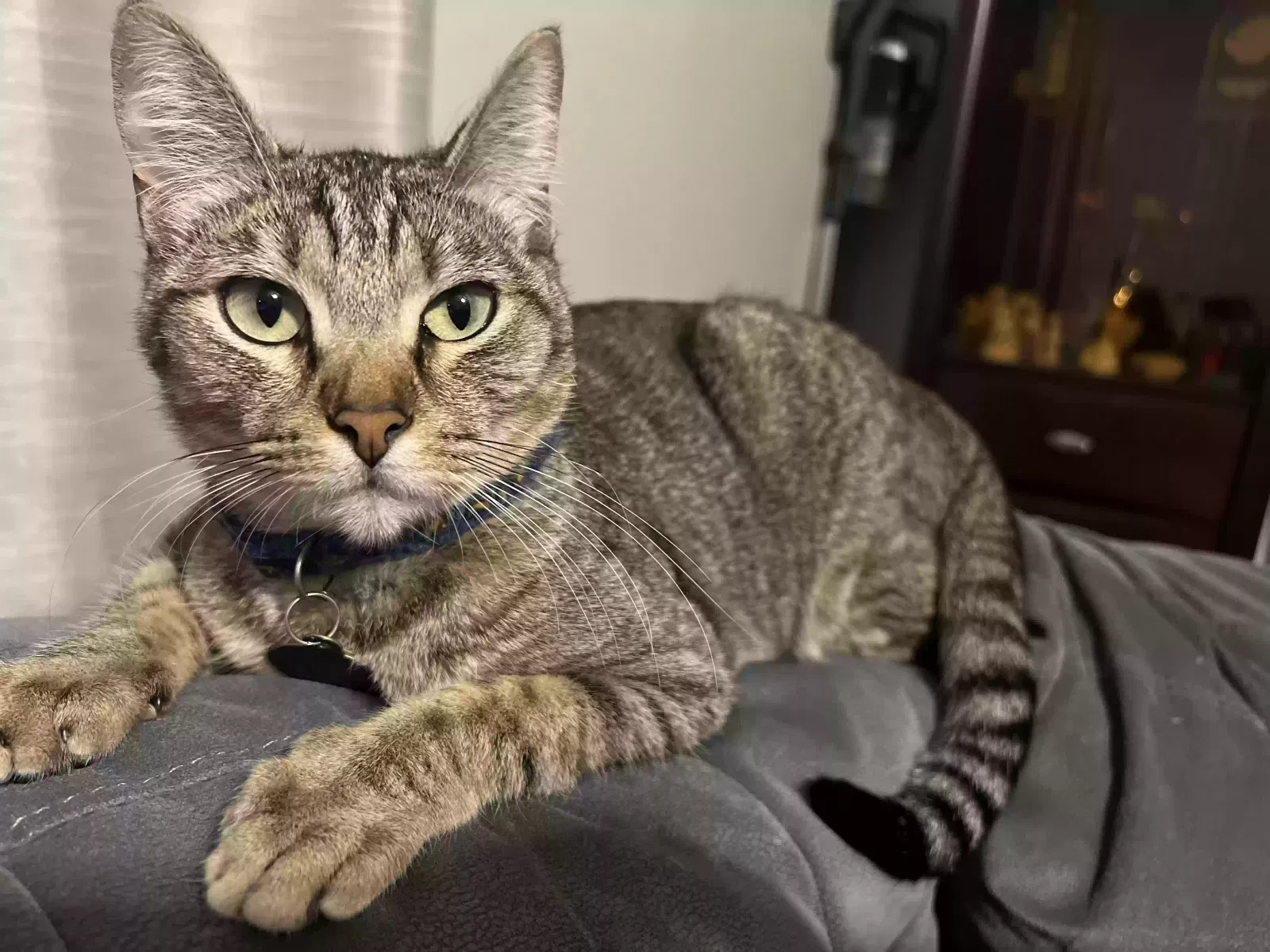 Lost cat in Corpus Christi, TX, 78414