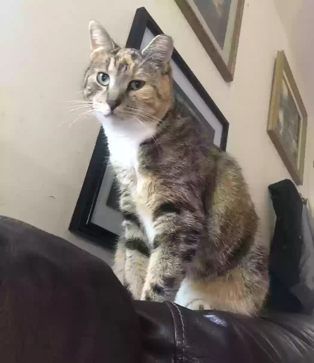 Lost cat in Oakdale, NY, 11769