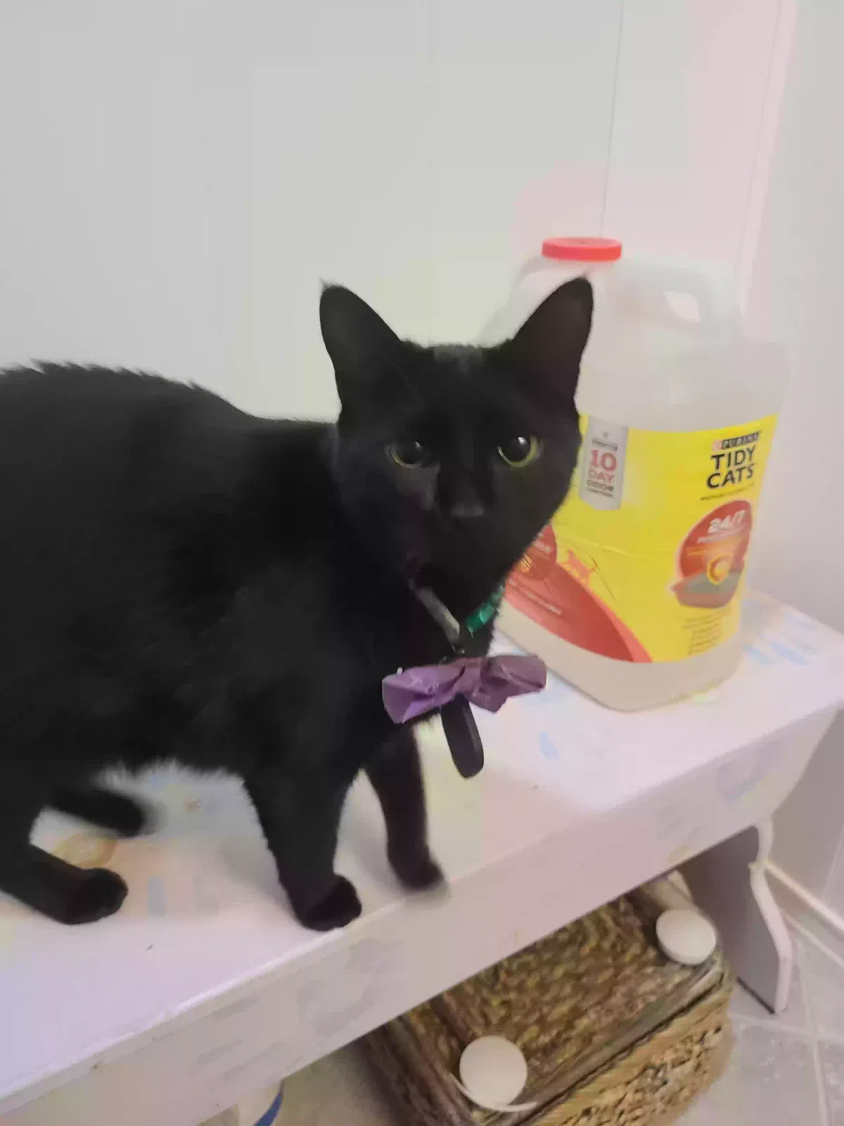 Lost cat in Denton, TX, 76201