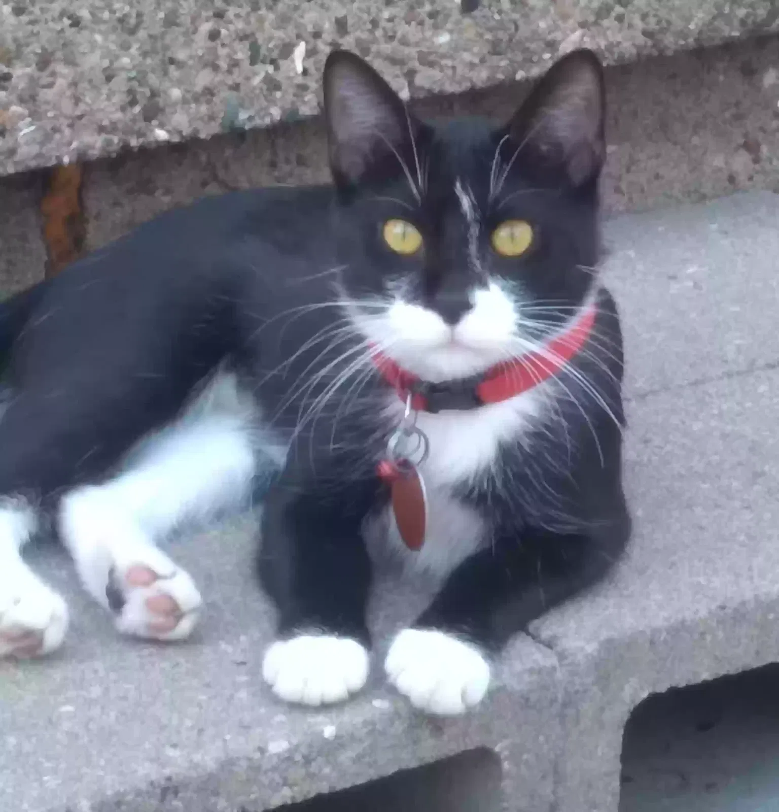 Lost cat in Waterloo, IA, 50701
