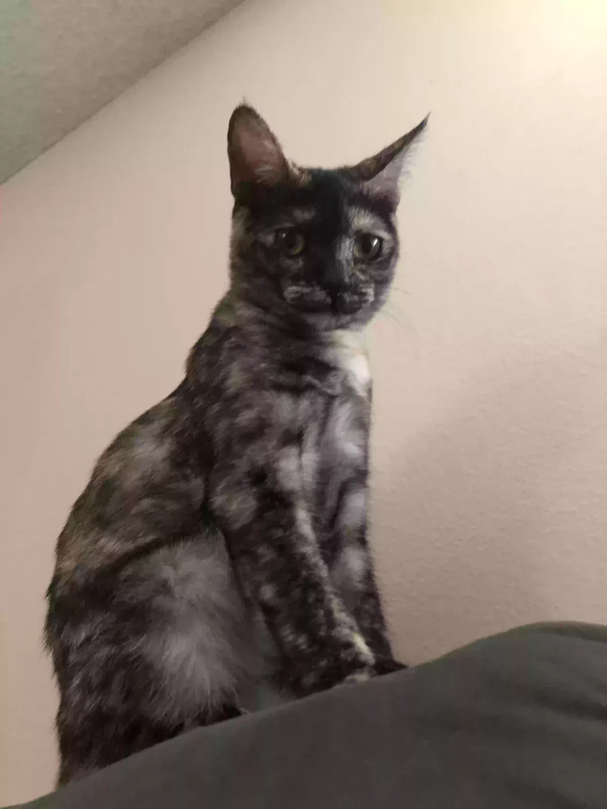 Lost cat in Riverside, CA, 92509