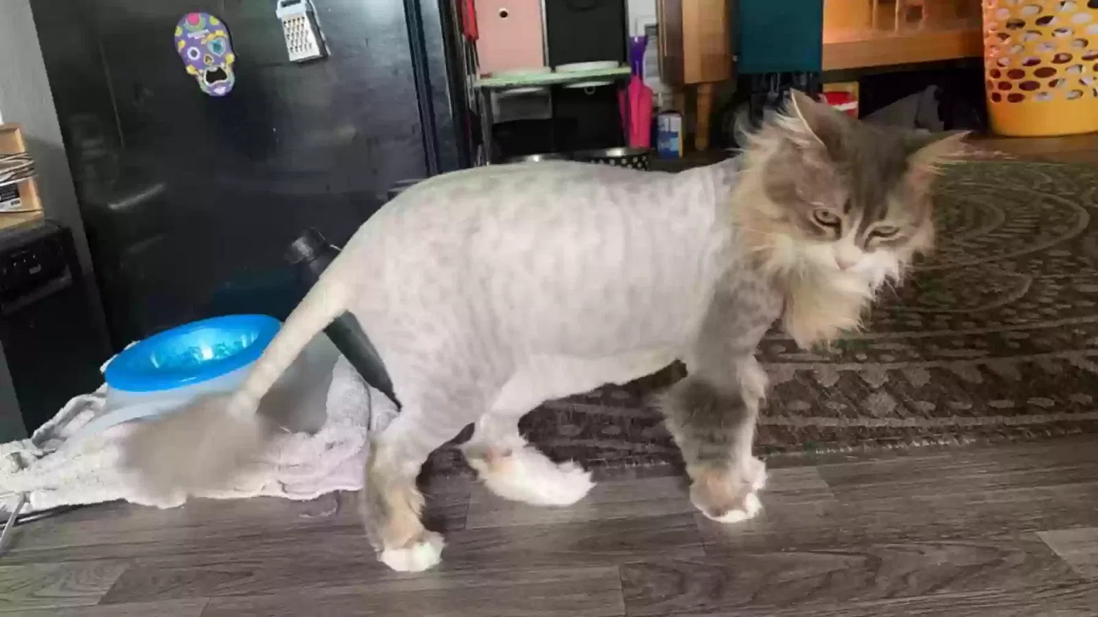 Lost cat in Tacoma, WA, 98444