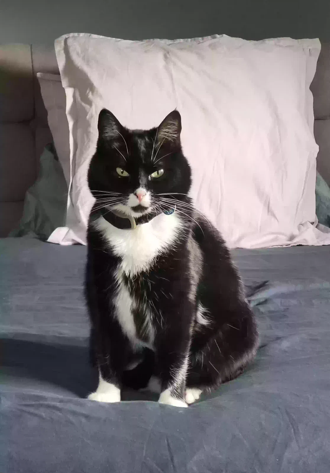Lost cat in Randolph, NJ, 7869