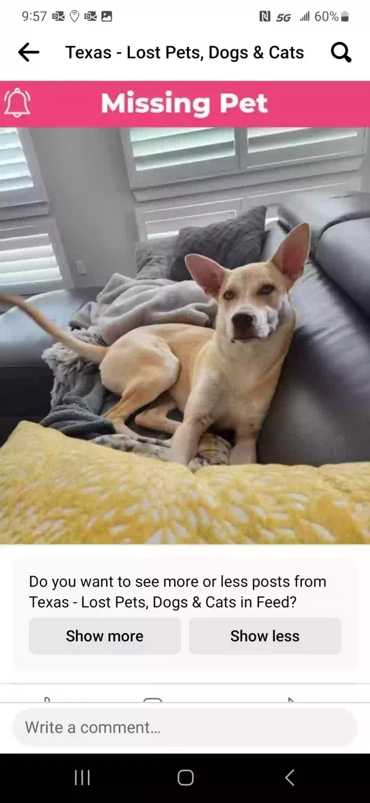 Lost dog in Dallas, TX, 75228