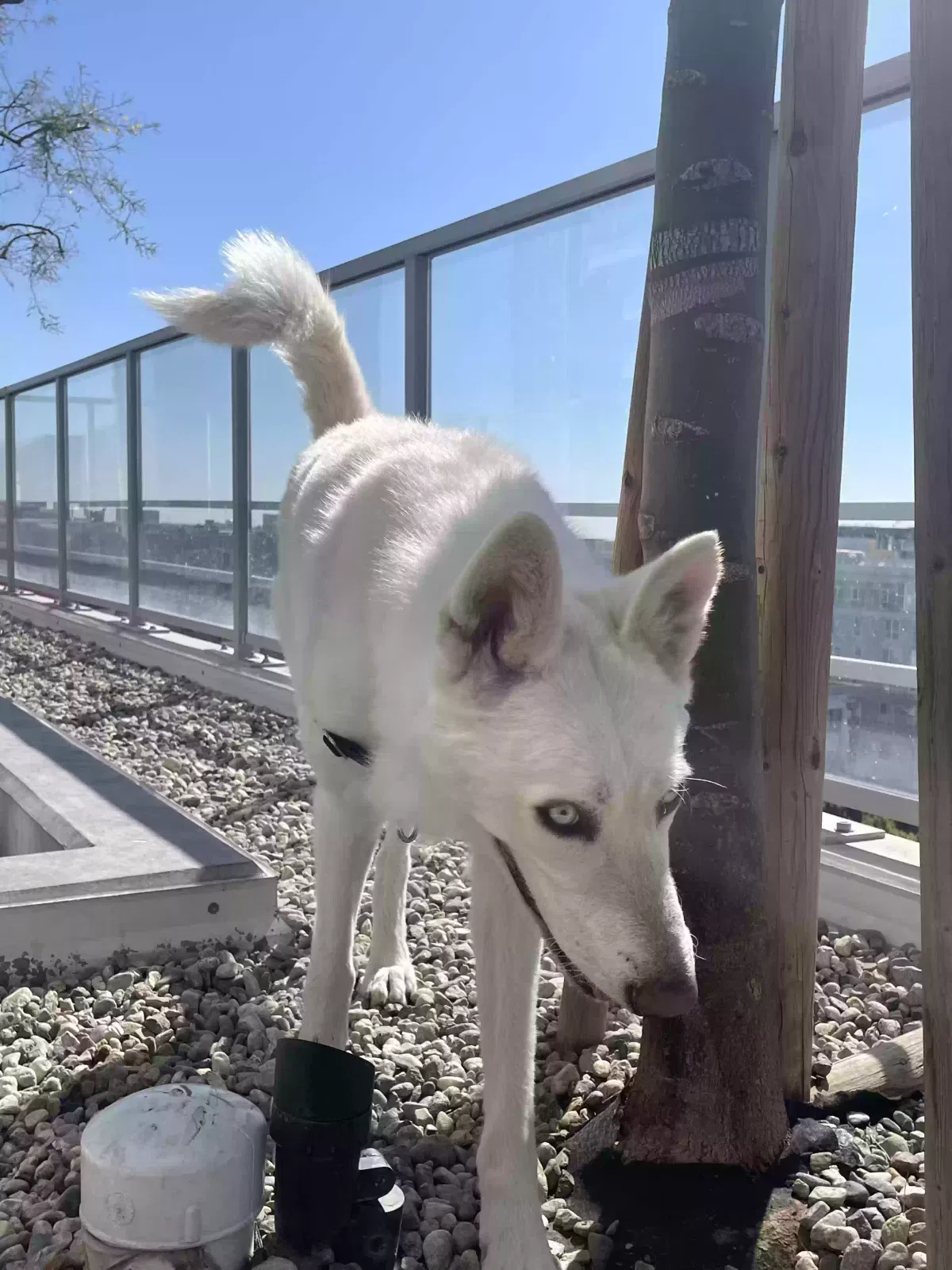 Lost dog in Los Angeles, CA, 90015