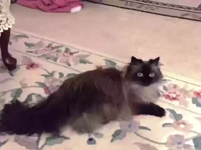 Lost cat in Butler, PA, 16002