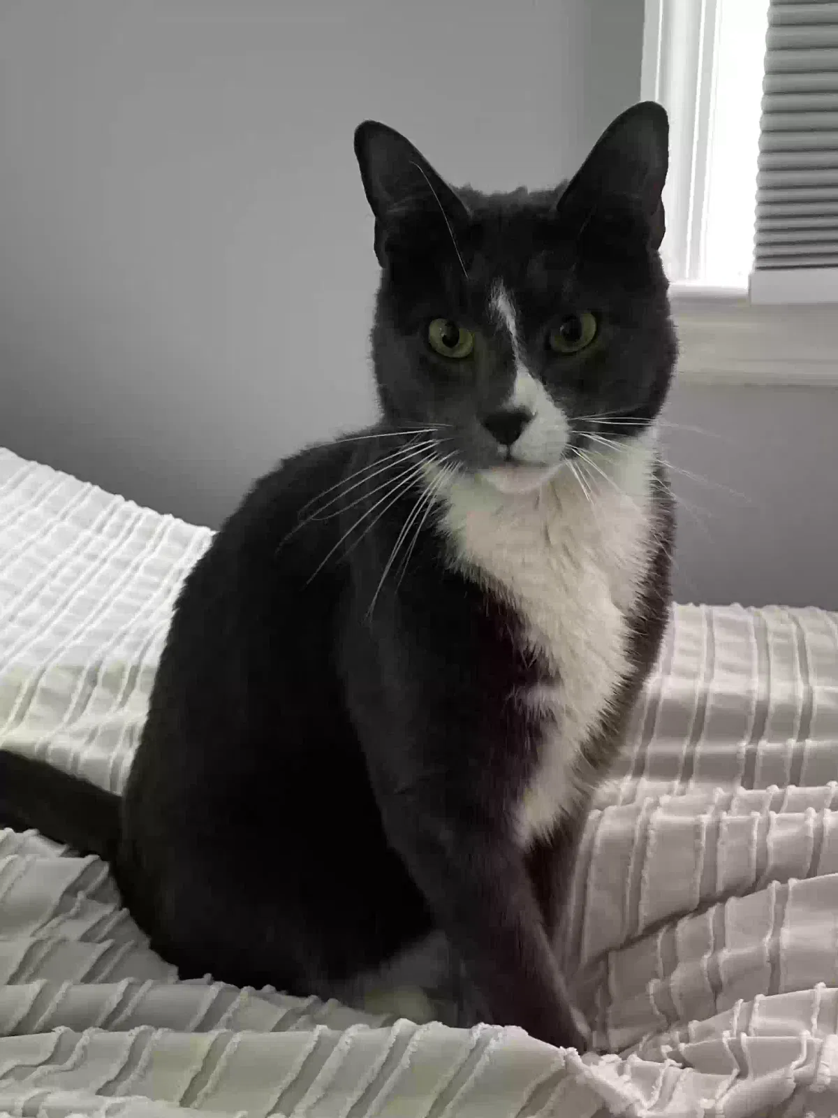 Lost cat in Elmwood Park, NJ, 7407
